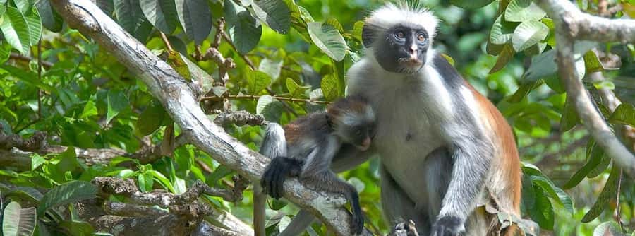 Zanzibar: Jozani Forest and Spice Farm Tour with Transfer - Why Jozani Forest deserves your morning