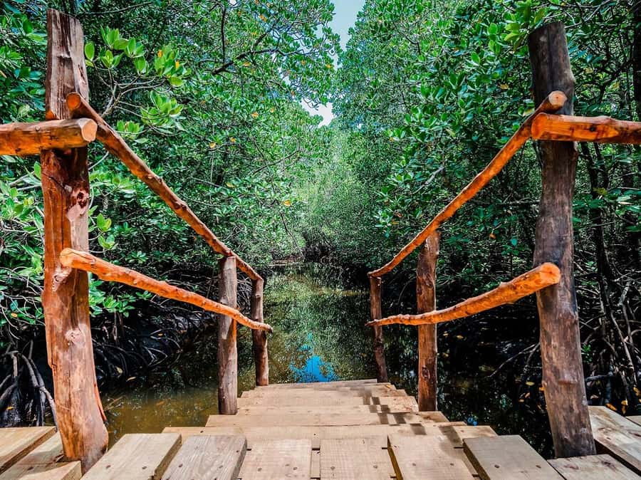 Zanzibar: Jozani Forest and Spice Farm Tour with Transfer - What the $38 price really covers