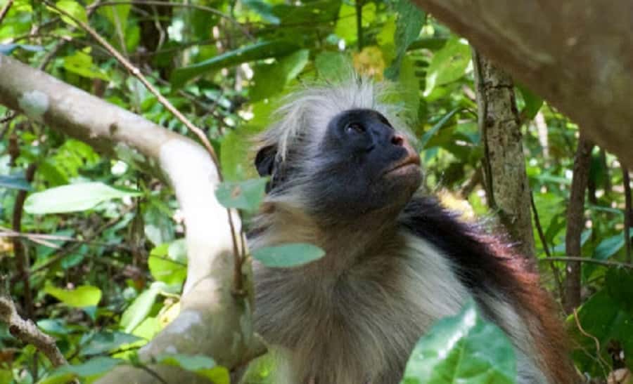Zanzibar: Jozani Forest and Spice Farm Tour with Transfer - Transport from Stone Town and what to pack
