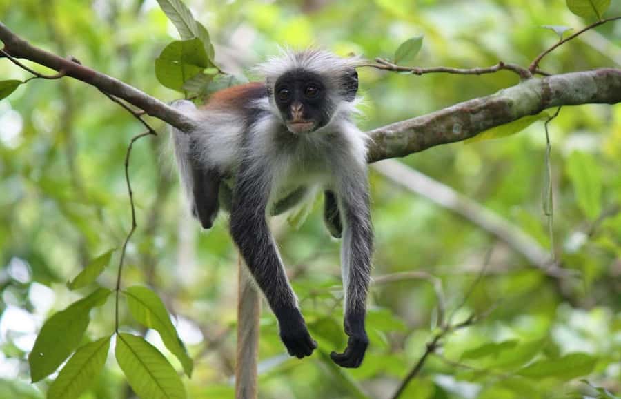 Zanzibar: Jozani Forest and Spice Farm Tour with Transfer - Questions worth asking before booking