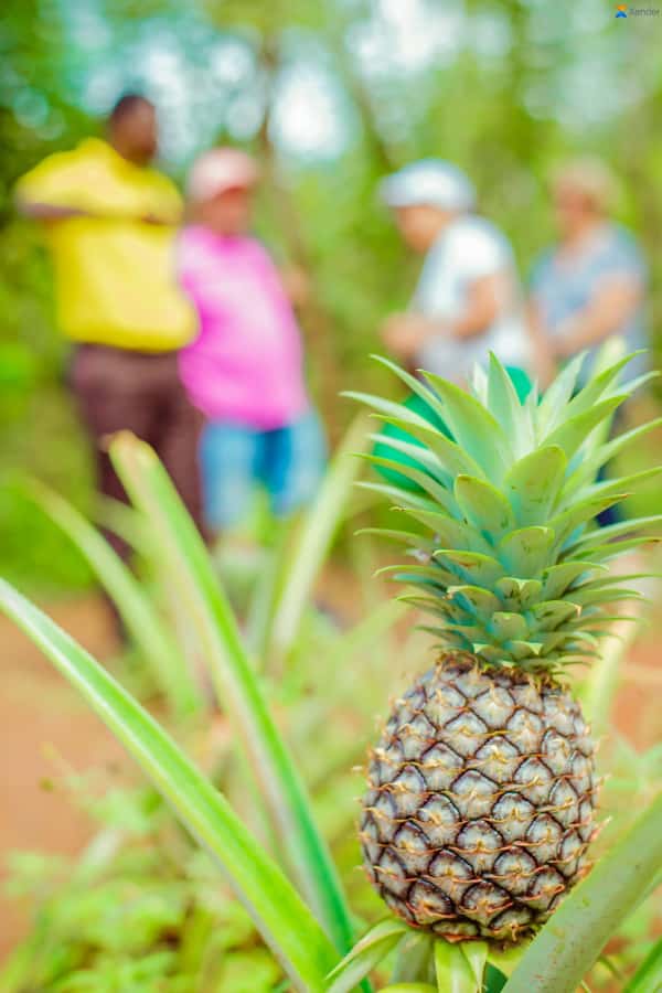Zanzibar:Jozani forest, Spice farm with Swahili Cuisine clas - What $94 per person really covers