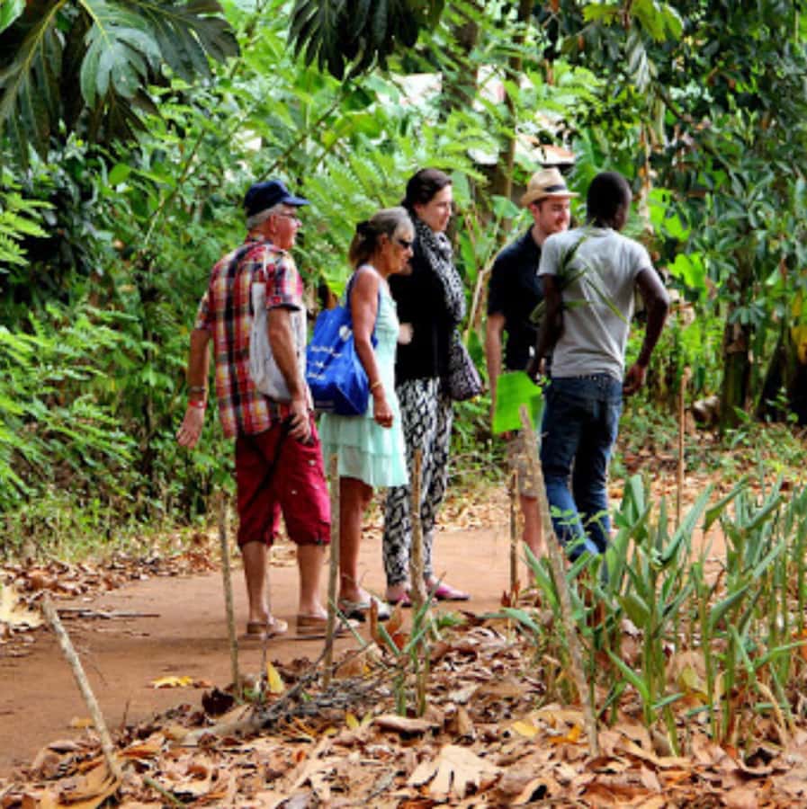 Zanzibar: Jozani Forest, Spice Farms, & Stone Town tour - Jozani Forest and its red colobus monkeys