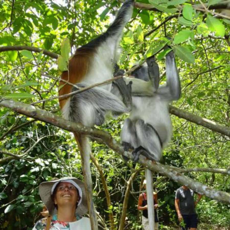 Zanzibar: Jozani Forest, Spice Farms, & Stone Town tour - A spice farm with lunch built in