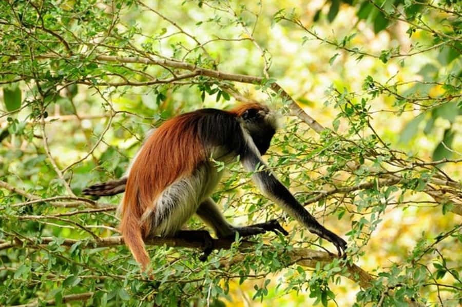 Zanzibar: Jozani forest tour & Spice farm tour with lunch - Pilau, fruit, and a lunch on the floor
