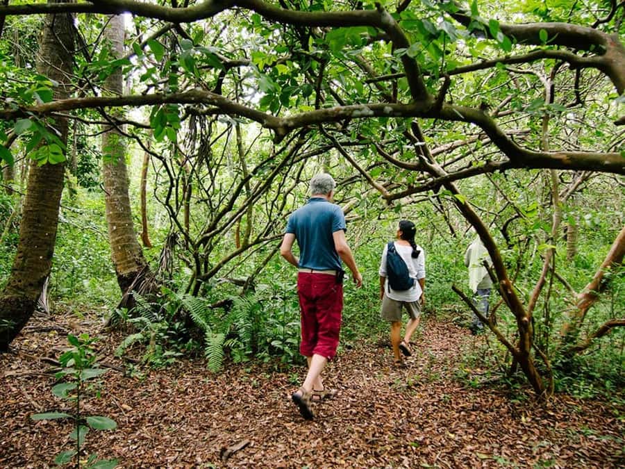 Zanzibar: Jozani forest tour & Spice farm tour with lunch - Jozani Forest and the red colobus monkeys