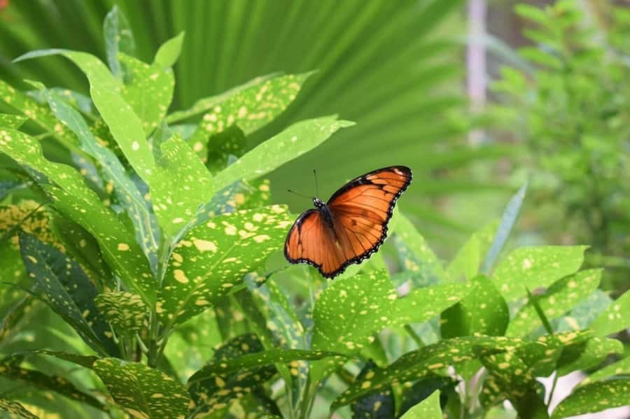 Zanzibar: Jozani forest tour & Spice farm tour with lunch - Booking details and value