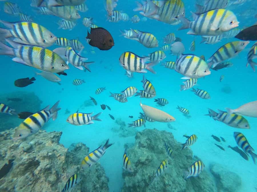 Zanzibar: Mnemba Atoll, Spice farm, Jozani forest & Lunch - A full Zanzibar day built around three very different stops