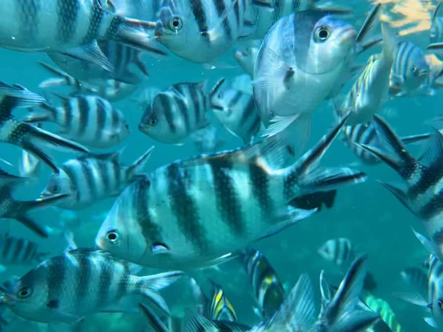 Zanzibar: Mnemba Atoll, Spice farm, Jozani forest & Lunch - What to bring and what to expect