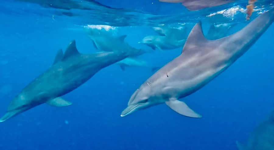 Zanzibar: Mnemba Atoll, Spice farm, Jozani forest & Lunch - Snorkeling the coral gardens around Mnemba