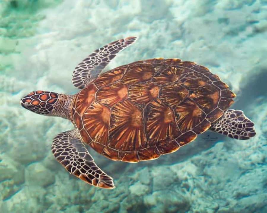 ZANZIBAR: Mnemba island, Baraka aquarium and spice farm - A full day that joins three sides of Zanzibar
