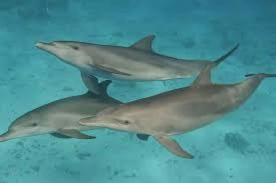 ZANZIBAR: Mnemba island, Baraka aquarium and spice farm - Snorkeling over coral reefs near Mnemba