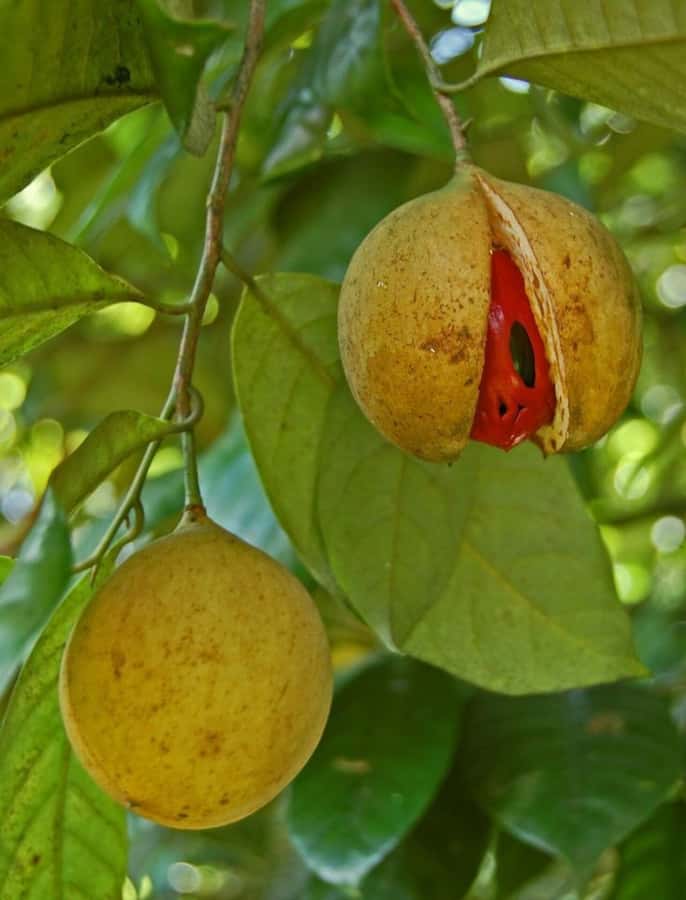 ZANZIBAR: Mnemba island, Baraka aquarium and spice farm - Practical advice before you leave