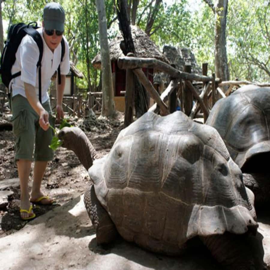 ZANZIBAR: Prison Island, Spice Farm Visit & Turtle Swim Tour - The guides can shape the whole day