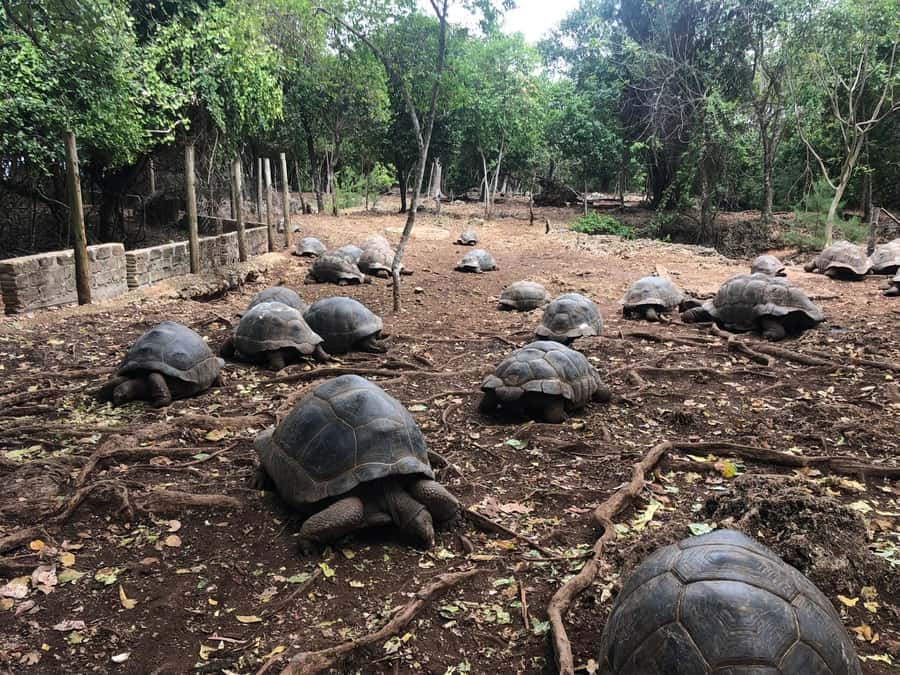 Zanzibar: Prison Island, Stone Town, & Spice Farm Tour - The morning road to Stone Town