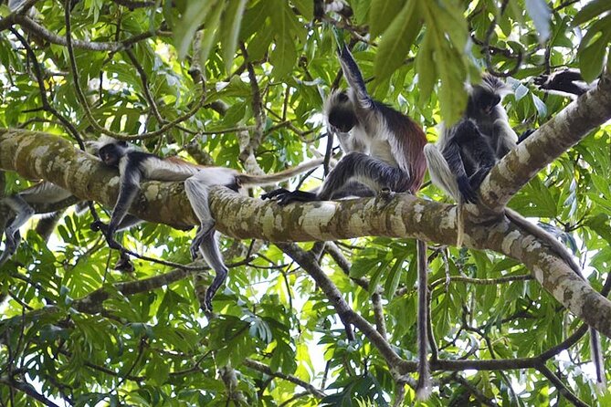 Zanzibar Private Tour National Park Jozani forest and Spice farm - Why Jozani’s red colobus monkeys matter