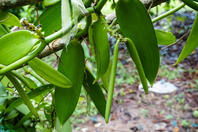 Zanzibar Private Tour National Park Jozani forest and Spice farm - What the three-hour Jozani visit feels like