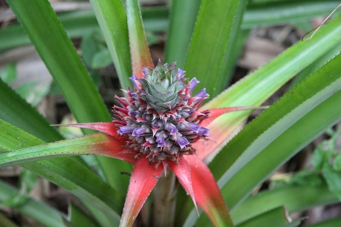 Zanzibar Spice Farm Half-Day Walking Tour - The spice trade story, from cloves to saffron