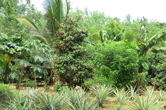 Zanzibar Spice Farm Half-Day Walking Tour - The spice shop: useful, but price with care