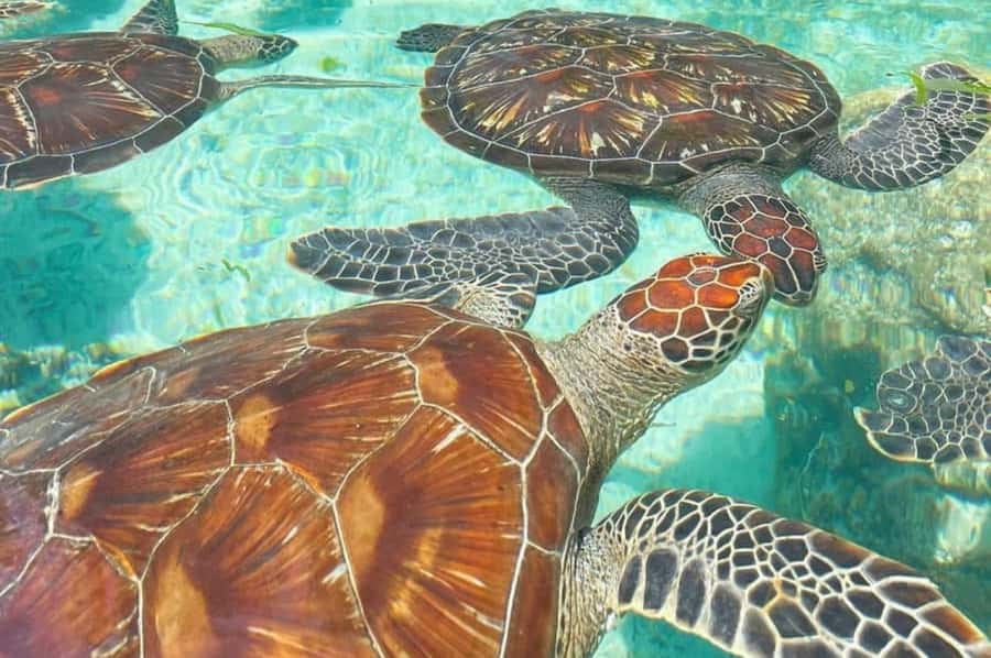 Zanzibar: Spice Farm, Jozani Forest & Sea Turtle Sanctuary - Three sides of Zanzibar in one day