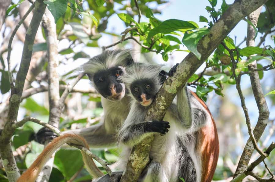 Zanzibar: Spice Farm, Jozani Forest & Sea Turtle Sanctuary - What to bring and how to prepare