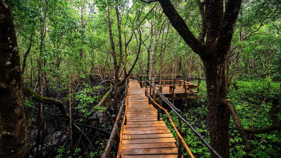 Zanzibar: Spice Farm, Jozani Forest & Sea Turtle Sanctuary - Who should book this day?