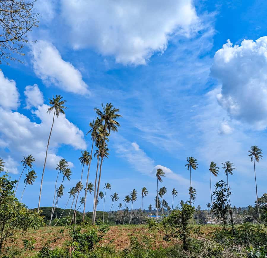 Zanzibar: Spice Farm, Local Lunch & Coconut Climbing - Key points to know before booking