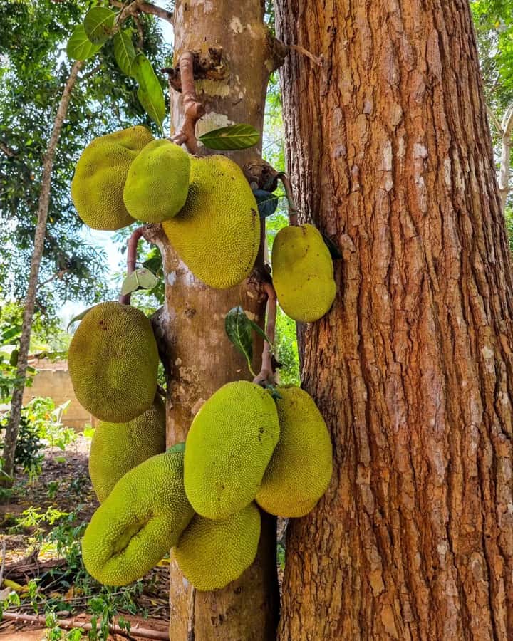 Zanzibar: Spice Farm, Local Lunch & Coconut Climbing - Coconut-leaf gifts add a small personal touch