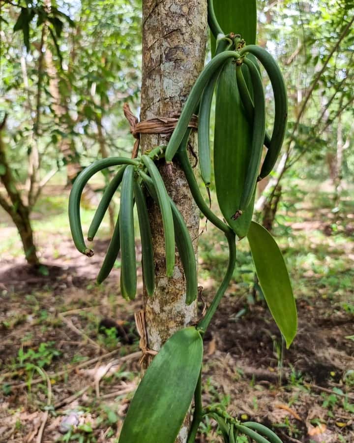 Zanzibar: Spice Farm, Local Lunch & Coconut Climbing - What the $42 price really covers