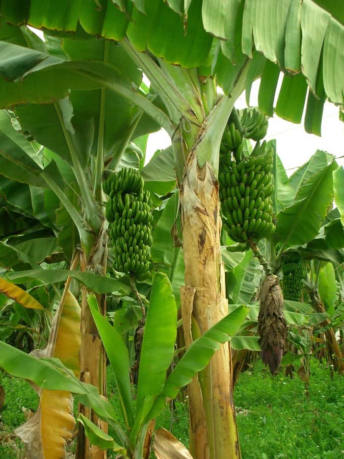 Zanzibar: Spice Farm, Local Lunch & Coconut Climbing - Hotel pickup keeps the outing simple