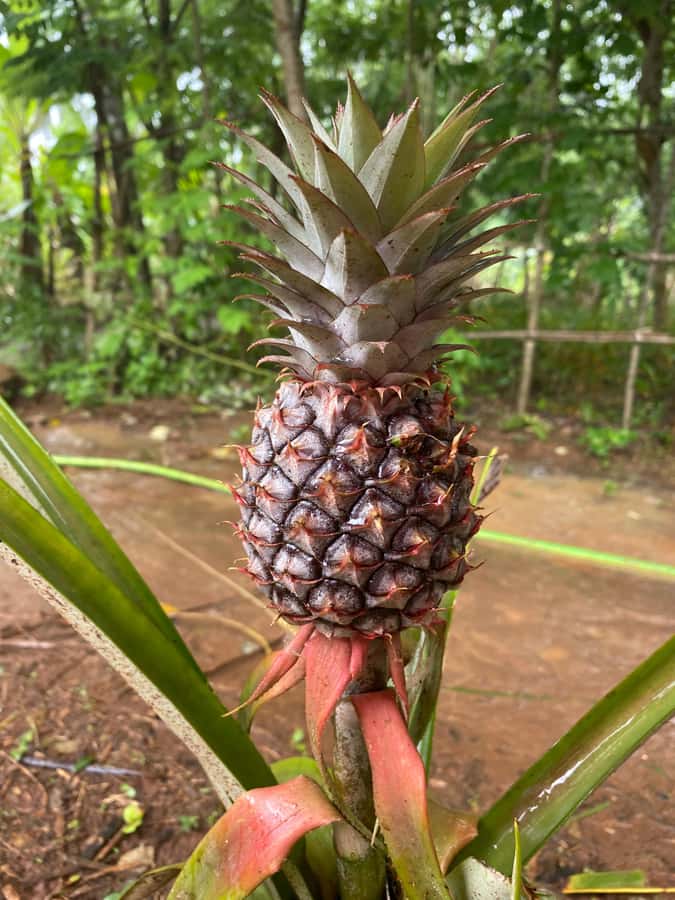 Zanzibar: Spice Farm & Stone Town Tour with Lunch - From spice garden to Stone Town streets
