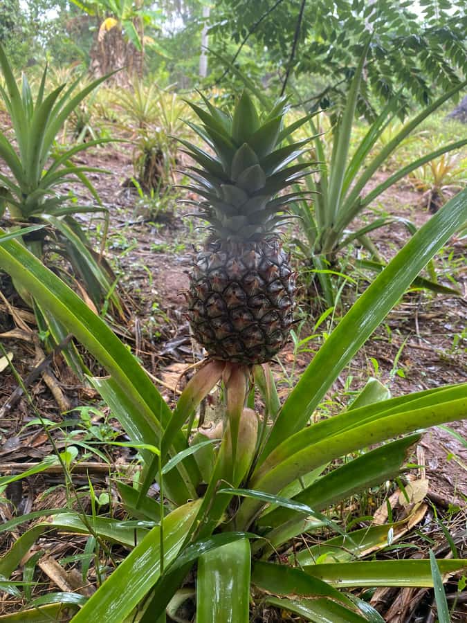Zanzibar: Spice Farm & Stone Town Tour with Lunch - A traditional lunch with a simple setting