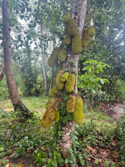 Spice Farm & Stone Town Tour with Lunch