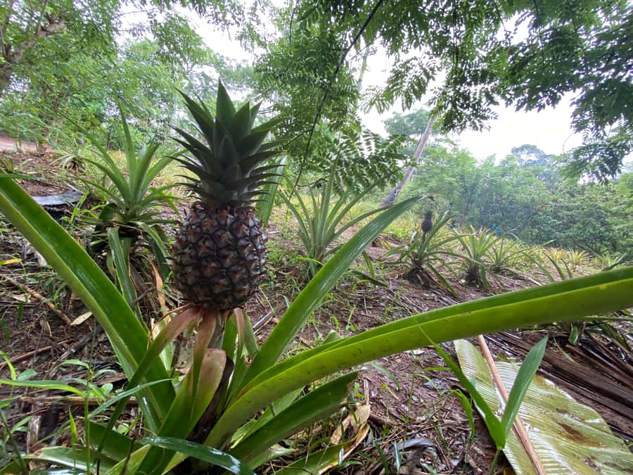 Zanzibar: Spice Farm & Stone Town Tour with Lunch - Darajani Market and the working side of town