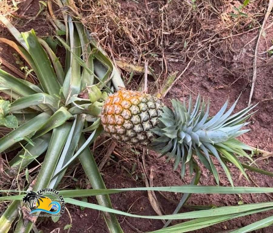 Zanzibar: Spice Farm Tour and Cooking Class with Lunch - Who will enjoy this experience most