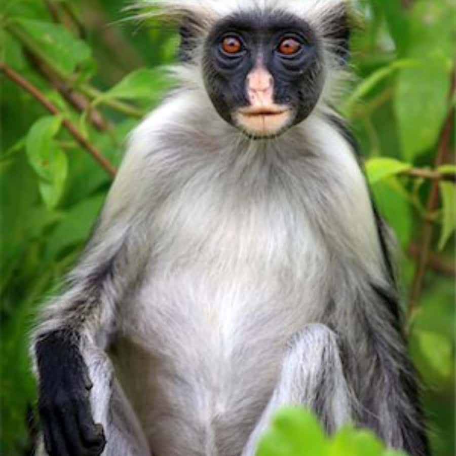 ZANZIBAR: Spice Farm Tour, Jozani Forest & Rock Restaurant - Who will enjoy this day most