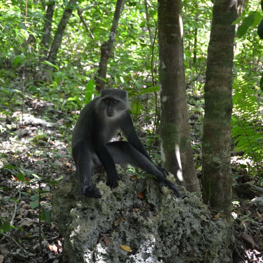 ZANZIBAR: Spice Farm Tour, Jozani Forest & Rock Restaurant - Booking details worth handling early
