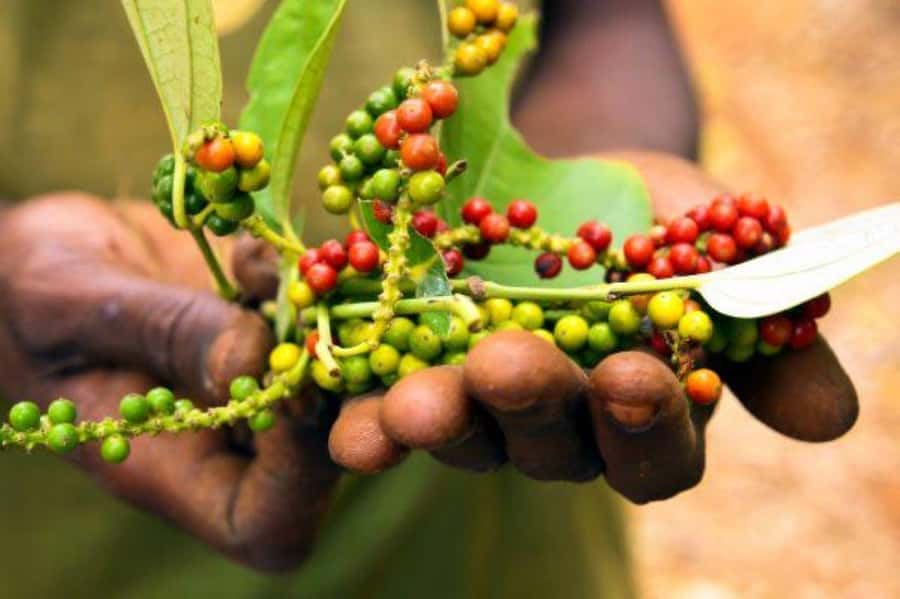Zanzibar: Spice Farm Tour & Stone Town Adventure - Key points to know before you book