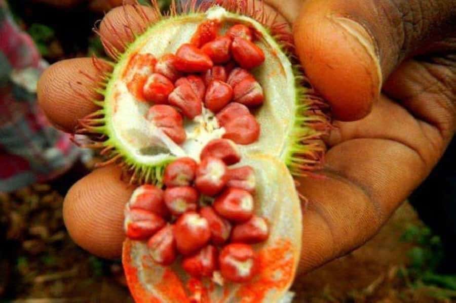 Zanzibar: Spice Farm Tour & Stone Town Adventure - What is included and what you should budget for