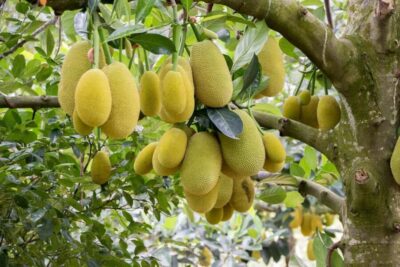 Spice Farm Tour with Lunch & Tropical Fruits