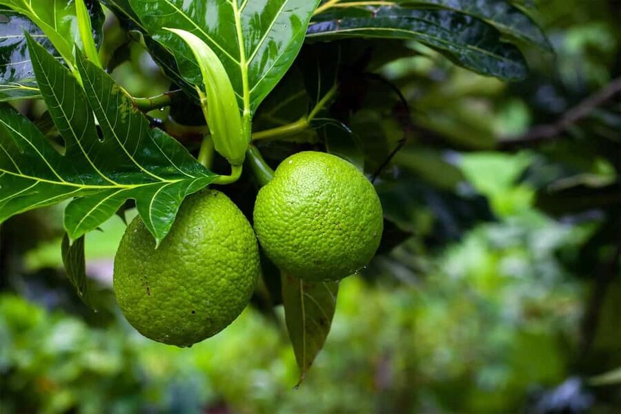 Zanzibar: Spice Farm Tour with Lunch & Tropical Fruits - The farm shop and what to buy