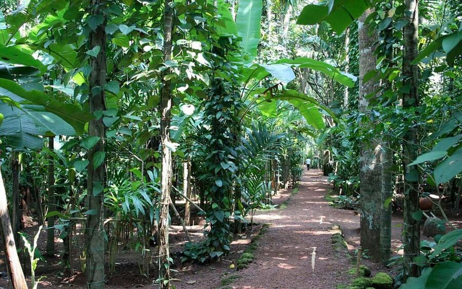 Zanzibar: Spice Farm Tour with Lunch & Tropical Fruits - What I like most about the guide-led format