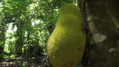 Spice Farm Tour with Traditional Cooking Lesson