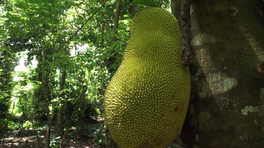 Zanzibar: Spice Farm Tour with Traditional Cooking Lesson - From cinnamon bark to vanilla pods
