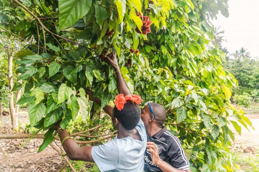 Zanzibar: Spice farm tour with Zanzibar fruits tasting - Seeing tree climbing up close