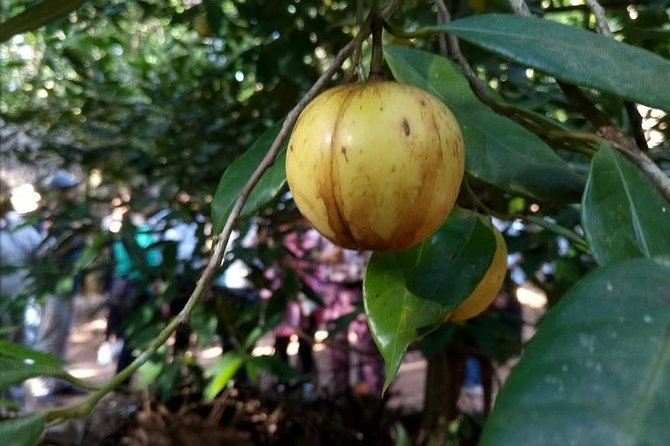 Zanzibar Spice Farm Tour - Smelling and tasting cloves, cinnamon, and vanilla