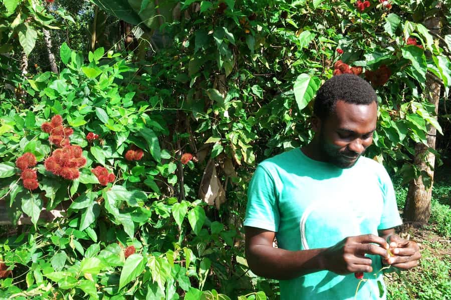 Zanzibar: Stone Town City Tour and Spice Farm with Lunch - Palace Museum, House of Wonders, and the Old Fort