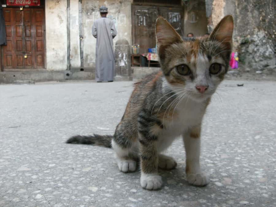Zanzibar: Stone Town & Spice Farm Tour with Lunch - Practical details that affect the day