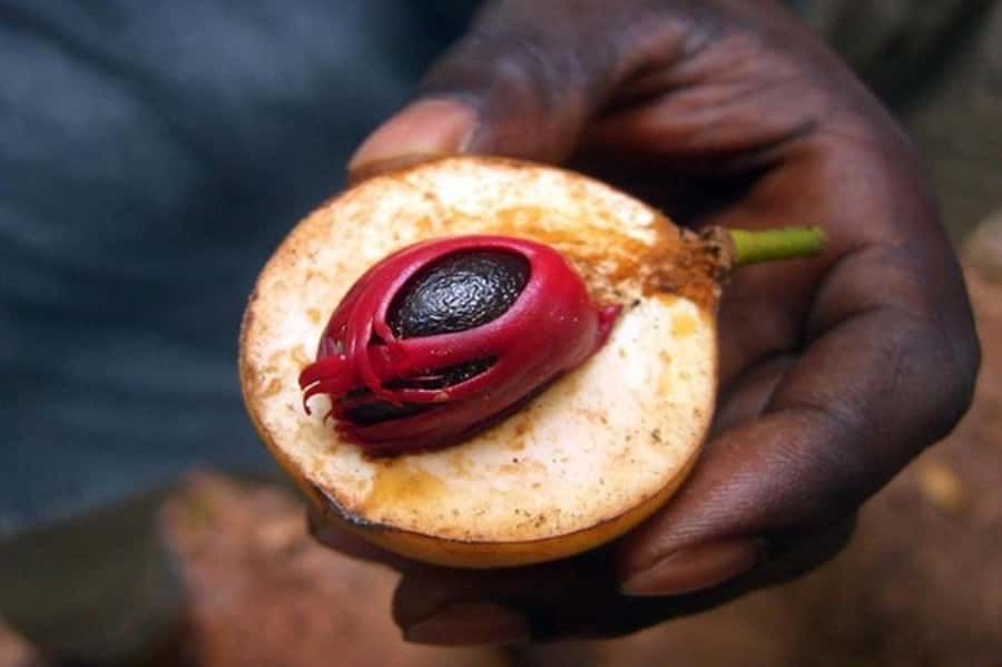Zanzibar: Walking Spice Farm with Local Cooking Class - From hotel pickup to Tangawizi Spice Farm