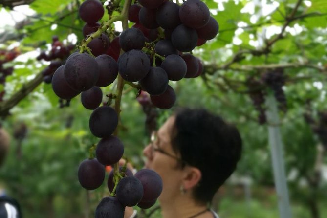 Zhujiajiao Water Town Private Tour with Local Farm Visit and Fruit Picking - The hotel pickup and drive to Qingpu District
