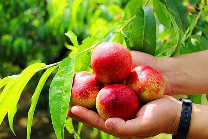 Zhujiajiao Water Town Private Tour with Local Farm Visit and Fruit Picking - Fruit and vegetable picking at a local farm